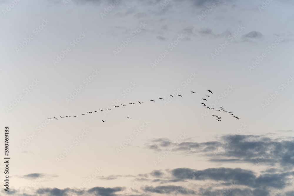 Kraniche fliegen am Himmel auf dem Darß bei Prerow, Kraniche fliegen am Himmel auf dem Darß bei Prerow,