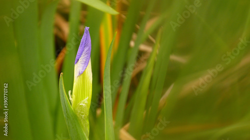 Closeup shot of an unbloomed iris flower photo