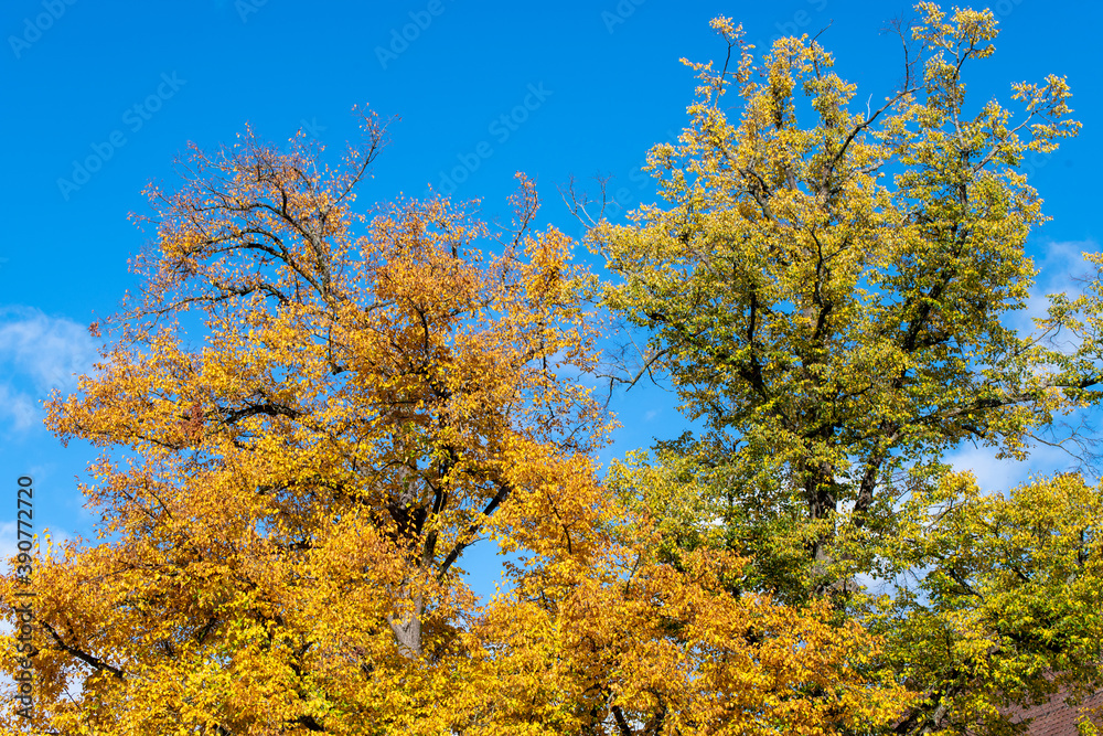 yellow and orange autumn leaves