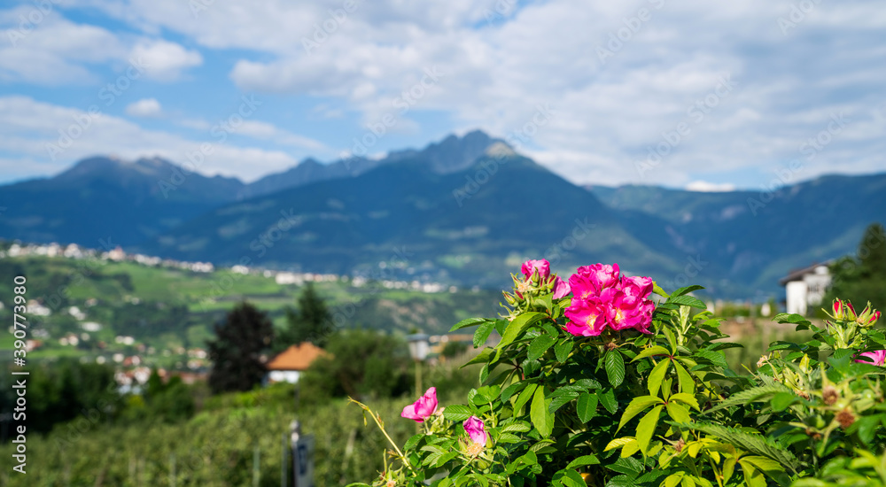 Beautiful alpine landscape in the Alps with fresh green meadows and blooming flowers and mountain tops in the background. Picturesque panoramic view of nature.