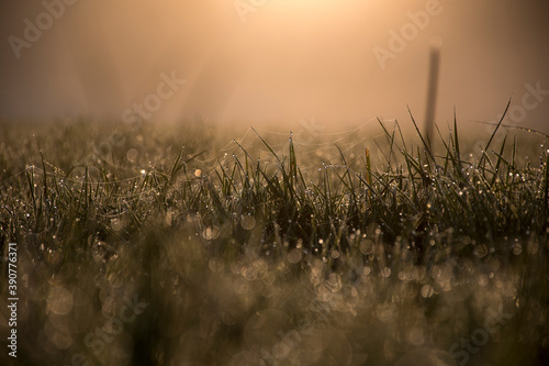 Dewy grass illuminated by orange morning light. Many tender spider webs connect the leaves of the grass with each other. Selective focus on small details, blurred background.
