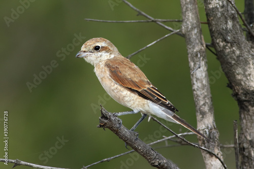 The red-backed shrike (Lanius collurio) sitting on the branch with dark green background.