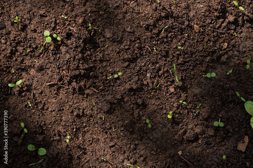 Closeup Image of Soil with Saplings in Natural Daylight