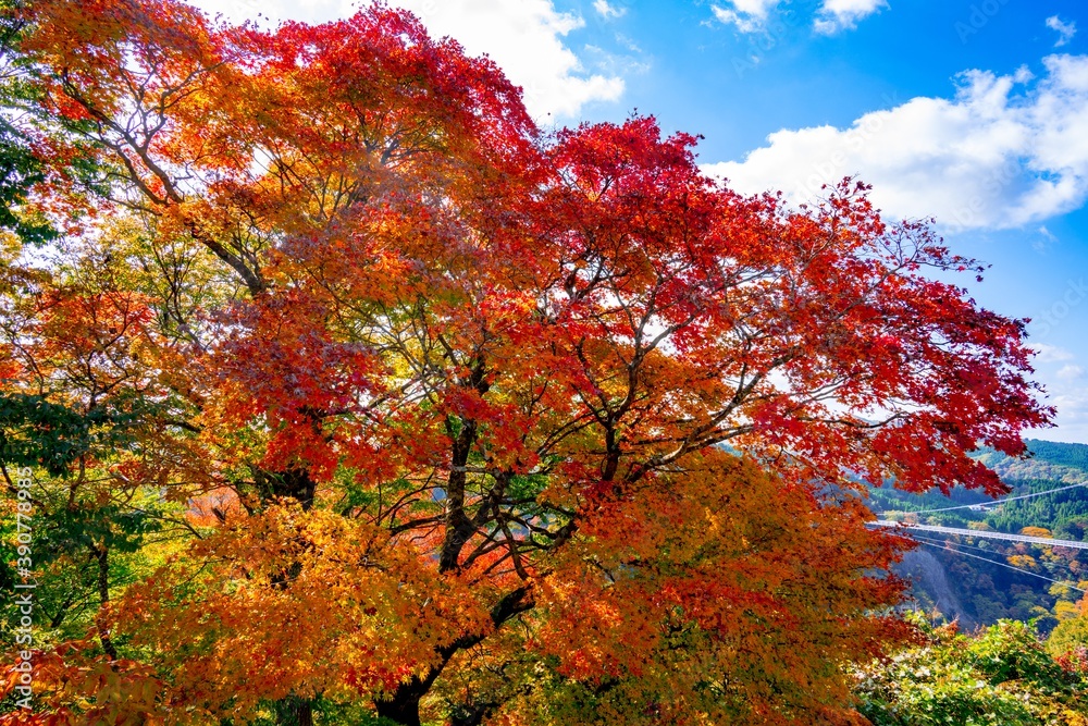 九酔渓の紅葉