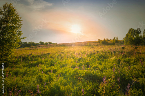 Fototapeta Naklejka Na Ścianę i Meble -  Scenic view at beautiful spring sunset in a green shiny flower hill with green grass and golden sun rays, deep blue cloudy sky , trees spring valley landscape