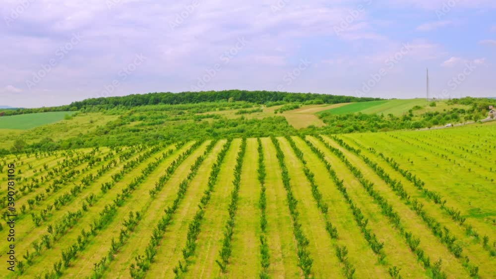 drone flies above young orchard summer rural landscape farm in countryside drone flies above young orchard summer rural landscape farm in countryside