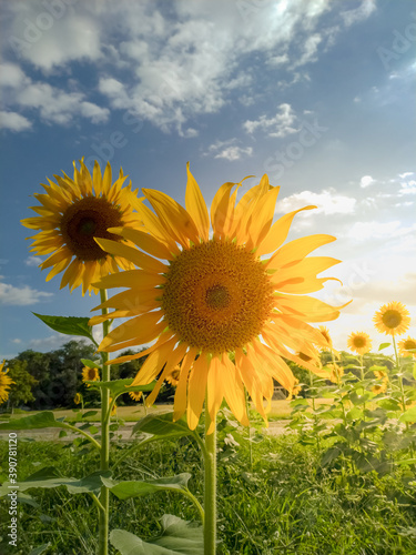 Fototapeta Naklejka Na Ścianę i Meble -  Sunflowers with blue sky background