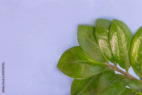 Creative wallpaper with leaf pattern. Blue background with green leaves, nature frame with copy space.