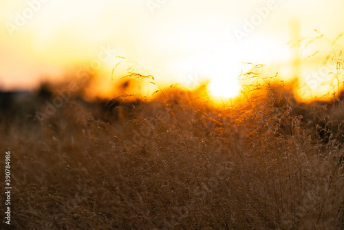 Feather grass at sunset 