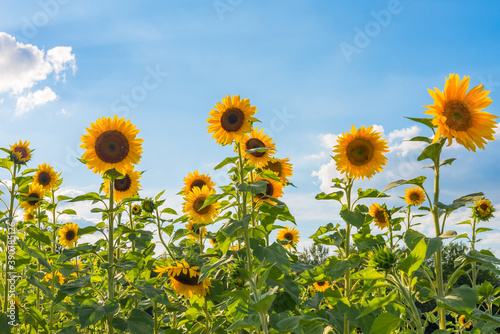A field of sunflowers  Helianthus annuus  against a blue sky on a sunny day. Decorative cut flowers
