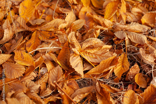 large horizontal photo. autumn day. Golden autumn. dry orange chestnut leaves on the ground. fallen leaves.
