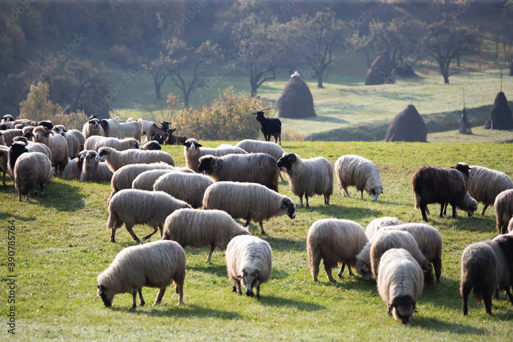 Fototapeta premium Heard of sheep in foggy morning in autumn mountains