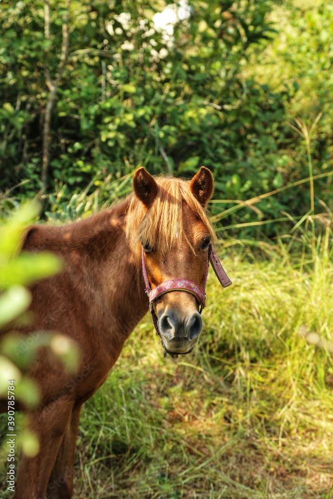 Horses in the Park. State Of Goa. India. November 2020 Horses in the Park. State Of Goa. India. November 2020
