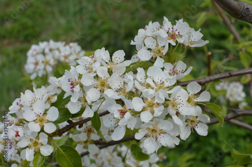 Spring Flowering Shadbush or Mountain Juneberry (Amelanchier bartramiana) in a park photo