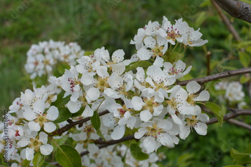 Spring Flowering Shadbush or Mountain Juneberry (Amelanchier bartramiana) in a park photo