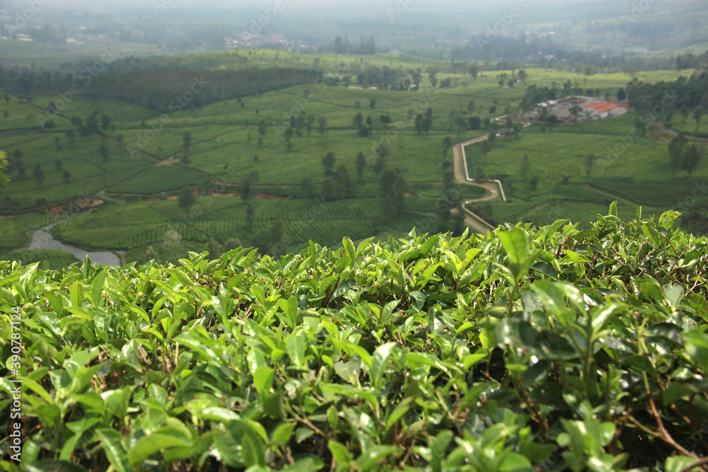 Tea plantations at Pangalengan West Java Indonesia Tea plantations at Pangalengan West Java Indonesia