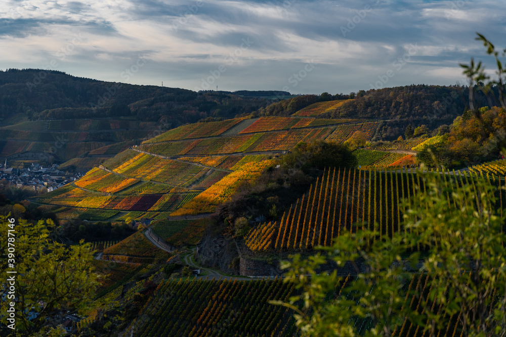 Naklejka premium Hiking in the Ahr valley on a sunny autumn day on the red wine trail