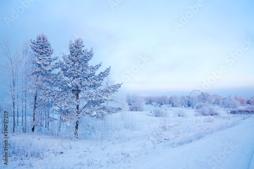 Beautiful winter landscape. Frosty morning, trees covered with snow and frost.