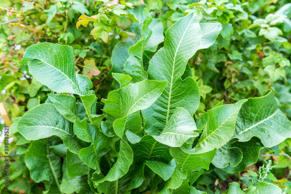 Obraz premium Horseradish bush close up. Green leaves horseradish background. selective focus
