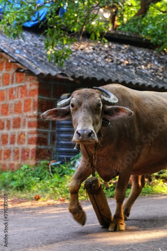 Cows with a load on their necks go to the field. Maharashtra state. India. November 2020