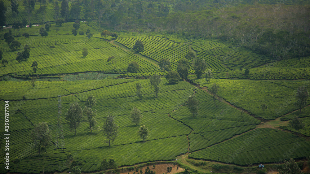 Beautiful landscape view of tea plantation at Wayang Windu Pangalengan, West Java Indonesia. Fresh green nature background