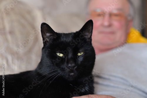 Schilderij op canvas pet black cat lies on the legs of a man and purrs