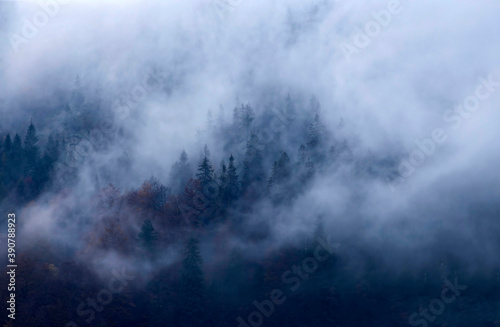 Misty landscape with fir forest