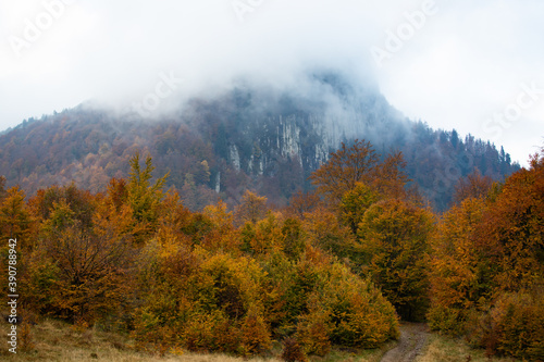Fog in the forest at autumn