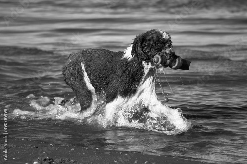 black and white dog