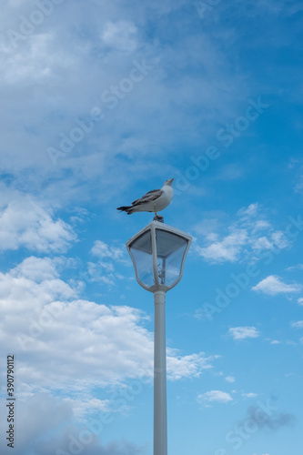 birds on a post