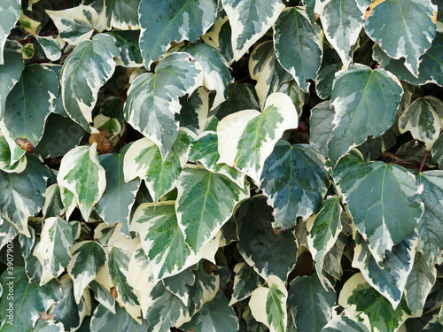 Hedera algeriensis - Algerian ivy or Canary Island ivy, decorative climber plant with variegated leaves, shades of dark and pale green, silvery grey and creamy white margins photo