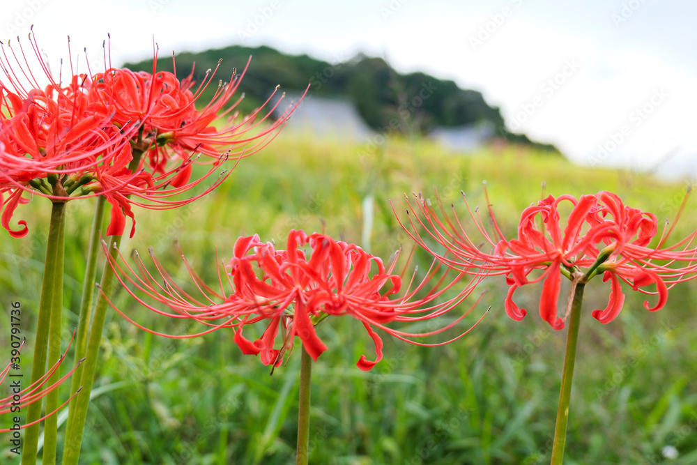 Red spider lilies blooming in a Japanese village in autumn Red spider lilies blooming in a Japanese village in autumn