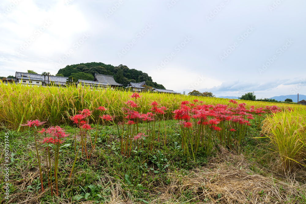 Red spider lilies blooming in a Japanese village in autumn Red spider lilies blooming in a Japanese village in autumn
