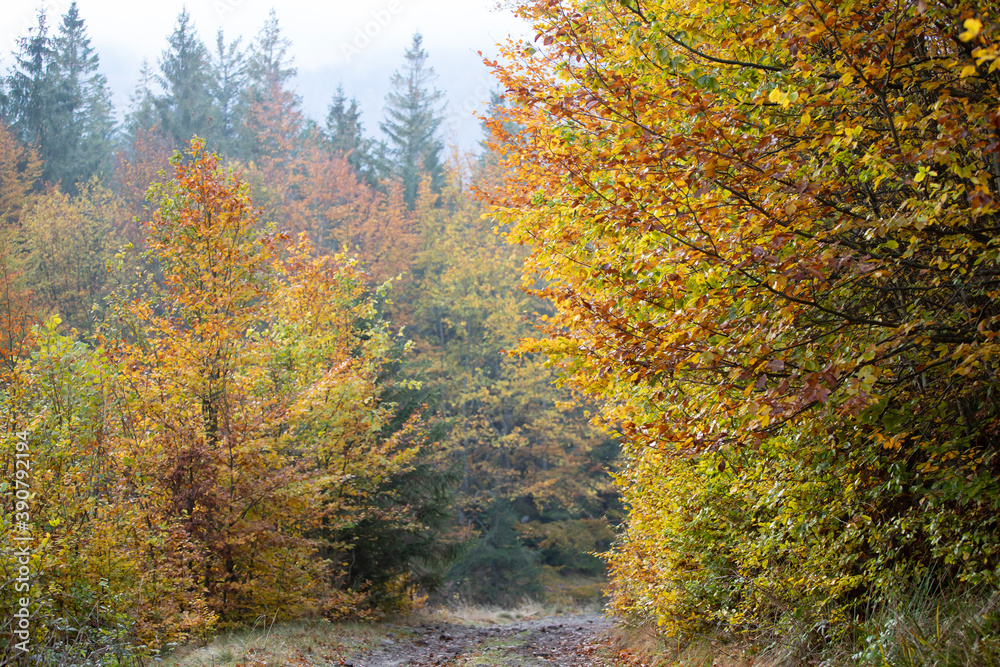 Fototapeta premium Path in autumn forest.