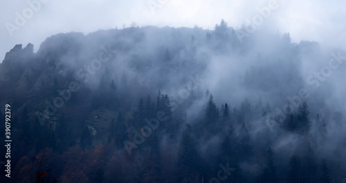 Misty landscape with fir forest © erika8213
