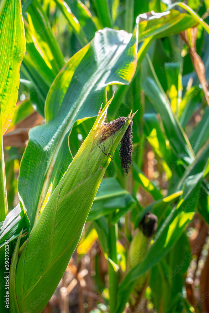 Ripening ear of maize grows in the field. Corn cob illuminated by the sun. Film grain. Ripening ear of maize grows in the field. Corn cob illuminated by the sun. Film grain.