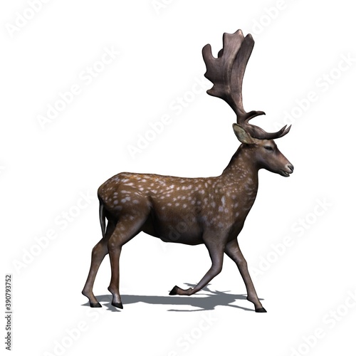 Wild animals - fallow deer is walking in view from the right side with shadow on the floor - isolated on white background - 3D illustration