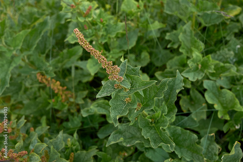 Blitum bonus-henricus photo