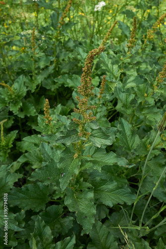 Blitum bonus-henricus photo