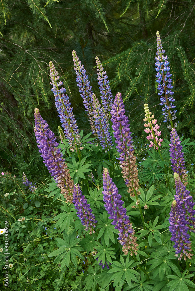 Lupinus polyphyllus Lupinus polyphyllus