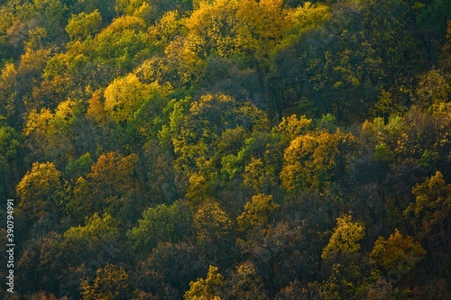 Aerial view on colorful forest in autumn in national park "Sengiley mountains" in Ulyanovsk region, Russia.