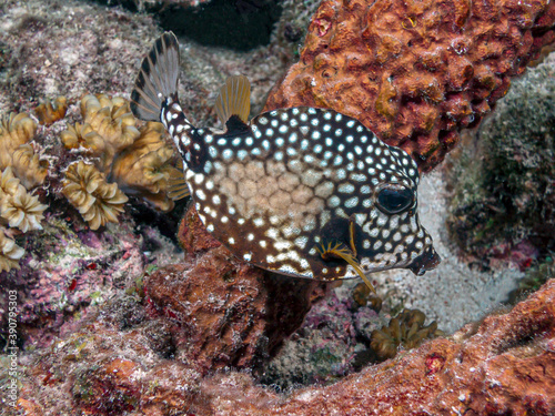 Lactophrys triqueter, smooth trunkfish, iboxfish photo