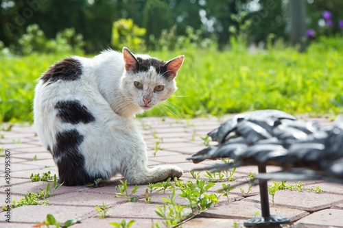 Homeless black and white cat washing itself on the pavement and green grass in the background. photo