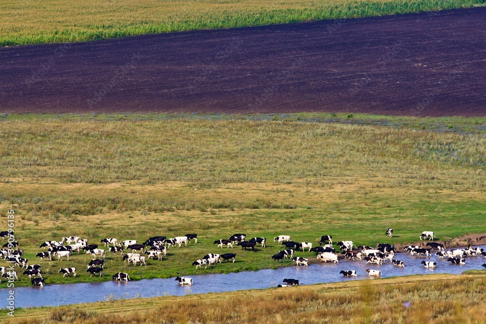 Grazing herd of cows, washing and drinking in river surrounded with faded field in Russia.