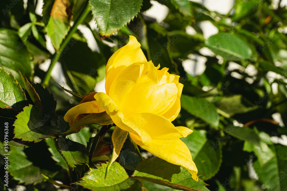 Rosen