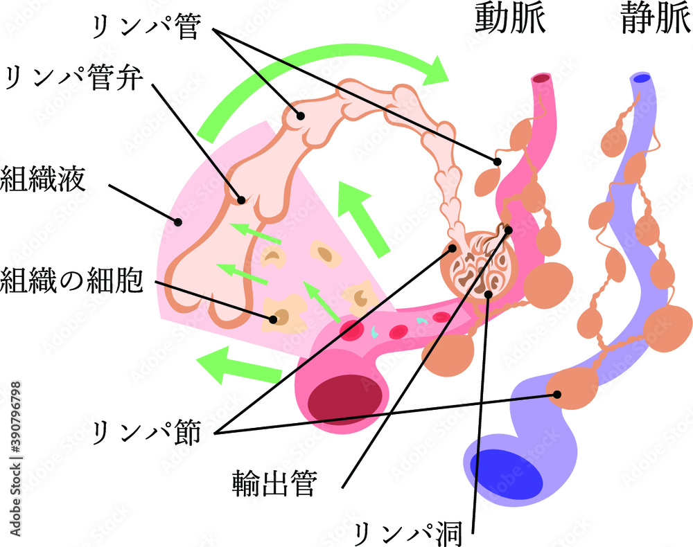 Obraz premium リンパ系 構造 イラスト