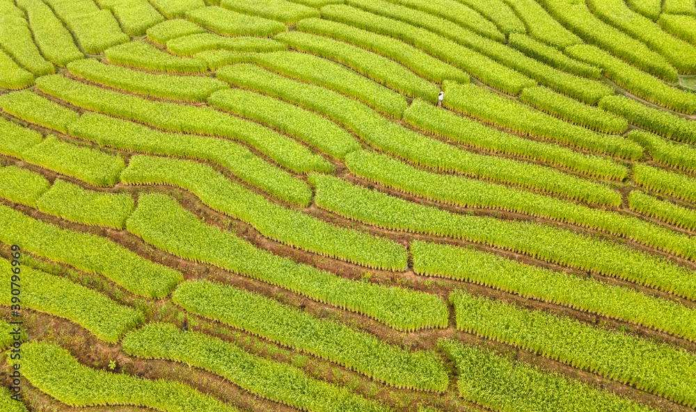 Beautiful aerial view scenery of rice terraces at Baan Pa Bong Piang,Chiang Mai province,Thailand