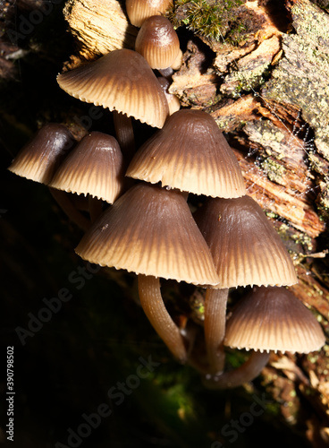 fungus close up in macro