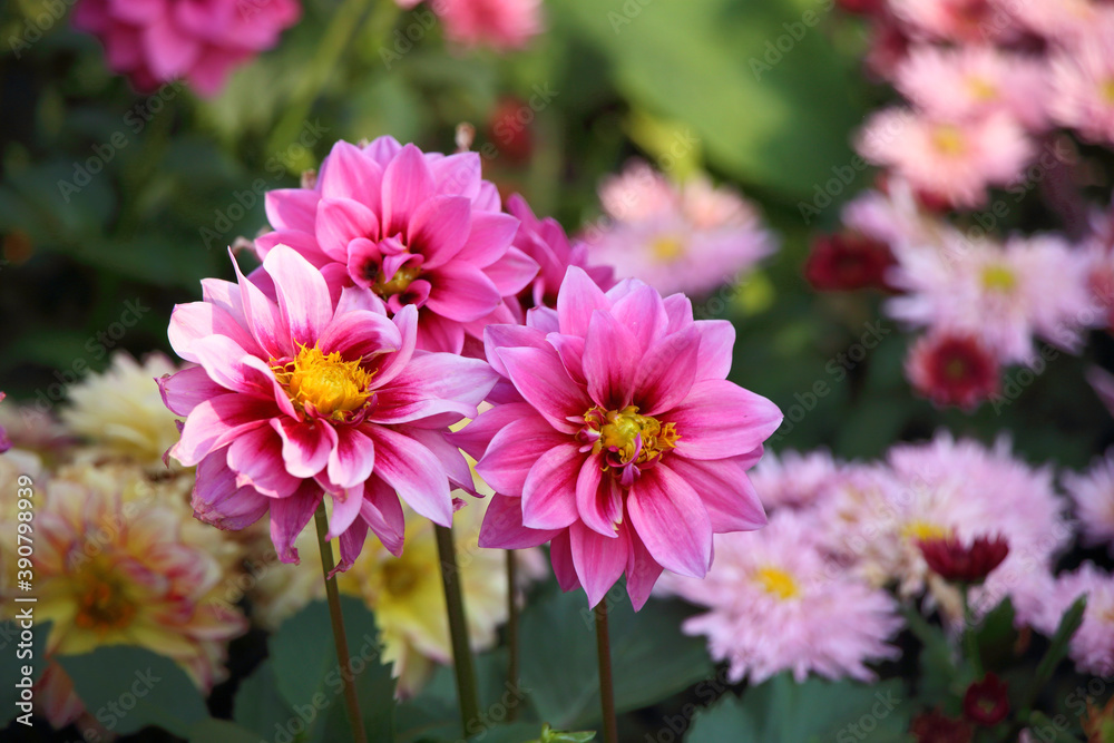 beautiful pink Chrysanthemums in spring beautiful pink Chrysanthemums in spring