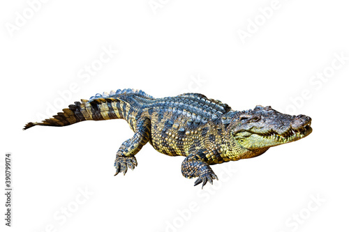 Crocodile  isolated on white background. Clipping path.